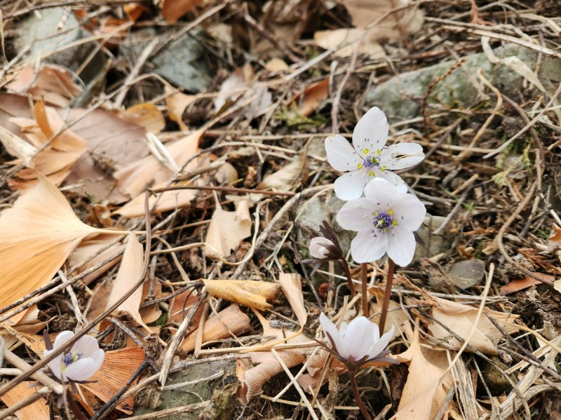 경주국립공원 토함산 일원에 핀 '변산바람꽃'