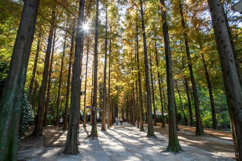 울산대공원 메타세쿼이아
