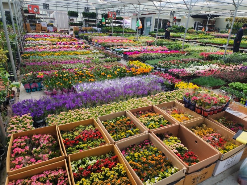 9일 과천화훼유통센터의 모습. 2026.3.9 ⓒ 뉴스1 권진영 기자