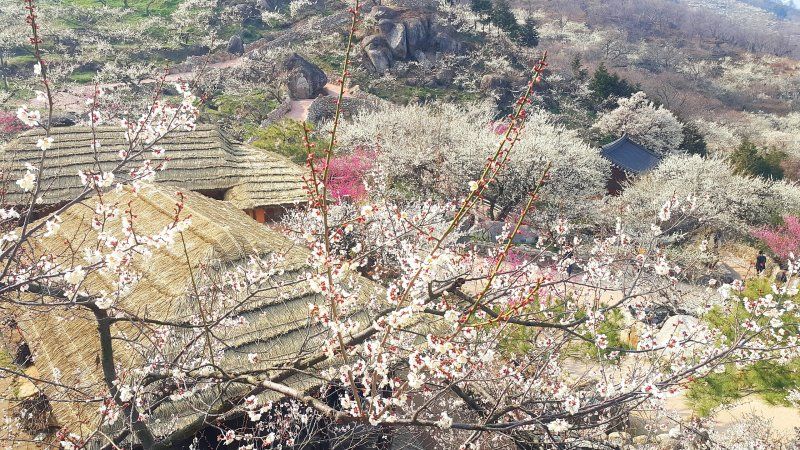 광양매화마을 전경