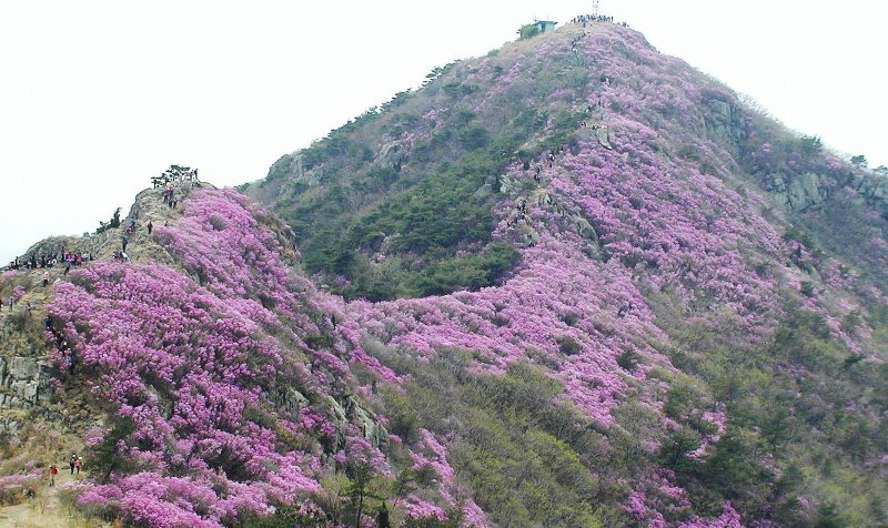 남녘은 이미 봄… 매화·산수유·진달래 꽃망울 터졌다 [Weekend 레저]