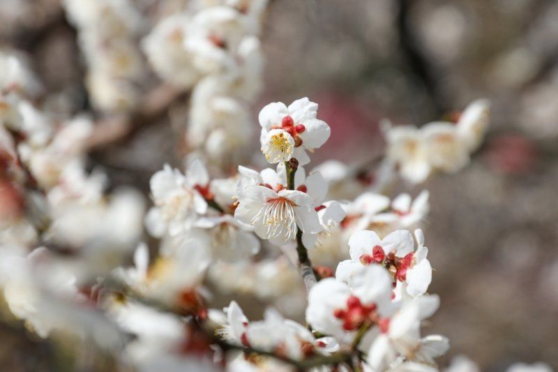 광양매화마을에 활짝 핀 매화꽃