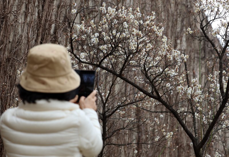 [서울=뉴시스] 이영환 기자 = 15일 오후 서울 성동구 청계천매화거리에서 한 시민이 휴대전화로 매화를 촬영하고 있다. 2026.03.15. 20hwan@newsis.com