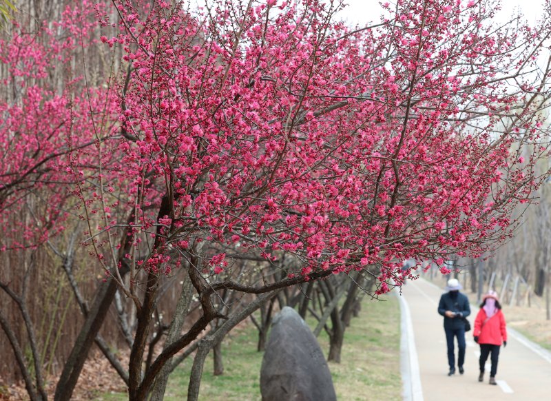 [서울=뉴시스] 이영환 기자 = 15일 오후 서울 성동구 청계천매화거리에 홍매화가 활짝 피어 있다. 2026.03.15. 20hwan@newsis.com