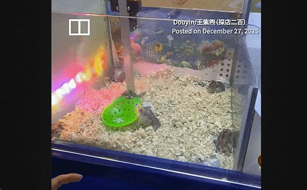 중국의 한 게임장에서 봉제 인형 대신 살아 있는 햄스터를 ‘뽑기 기계’ 상품으로 사용해 동물 학대 논란이 일고 있다. SNS