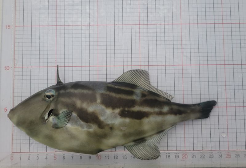 제주도 해양수산연구원이 실증 양식을 통해 출하한 말쥐치. 부화 후 약 8개월 만에 평균 200g 수준까지 성장해 양식 산업의 새로운 품목으로 가능성을 확인했다. /사진=제주특별자치도 제공