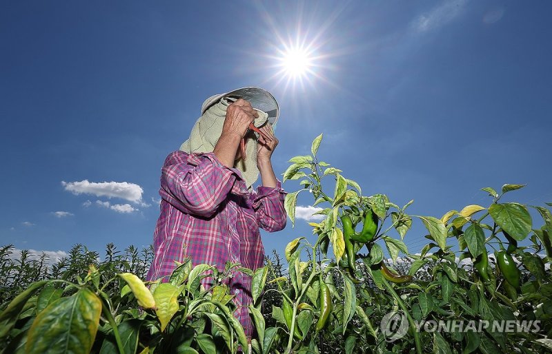 무더위 속 밭일 (출처=연합뉴스)