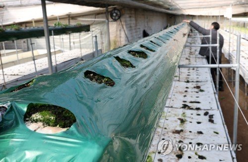 딸기 재배 시설 (출처=연합뉴스)