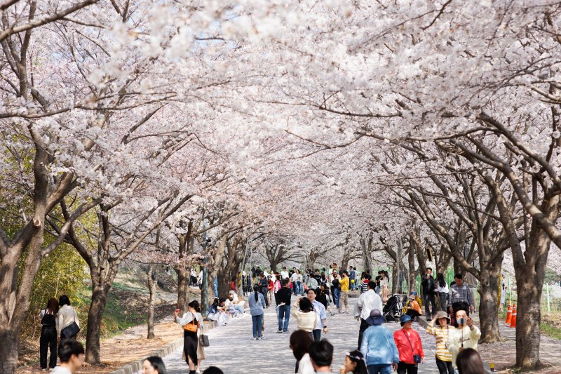 매년 봄 열리는 전북 고창벚꽃축제. 뉴스1