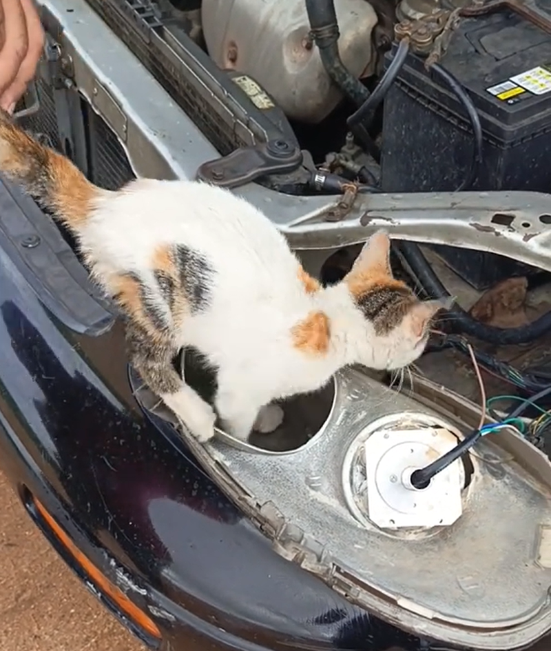 /사진=틱톡(franciscosantella0)