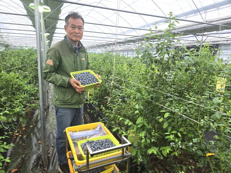 영동군 양강면 김종오 씨가 자신의 시설하우스에서 블루베리를 수확하고 있다. (영동군 제공. 재판매 및 DB금지)