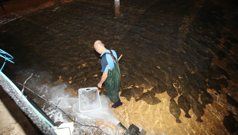 제주시 구좌읍의 한 넙치 양식장. 넙치류 활어는 203만달러(약 30억원), 무는 37만달러를 기록하며 제주 1차산업 수출의 버팀목 역할을 했다. /사진=뉴스1