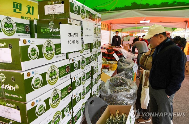 청춘양구 펀치볼 시래기사과축제 (출처=연합뉴스)