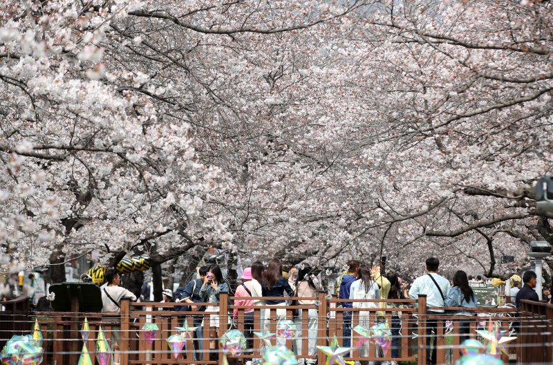 전국 최대 벚꽃 축제인 '제64회 진해군항제'가 개막한 27일 경남 창원 진해구 여좌천을 찾은 관광객들이 벚꽃을 감상하고 있다. 제64회 진해군항제는 이날부터 4월 5일까지 10일간 진해구 전역에서 진행된다. 2026.3.27 ⓒ 뉴스1 윤일지 기자