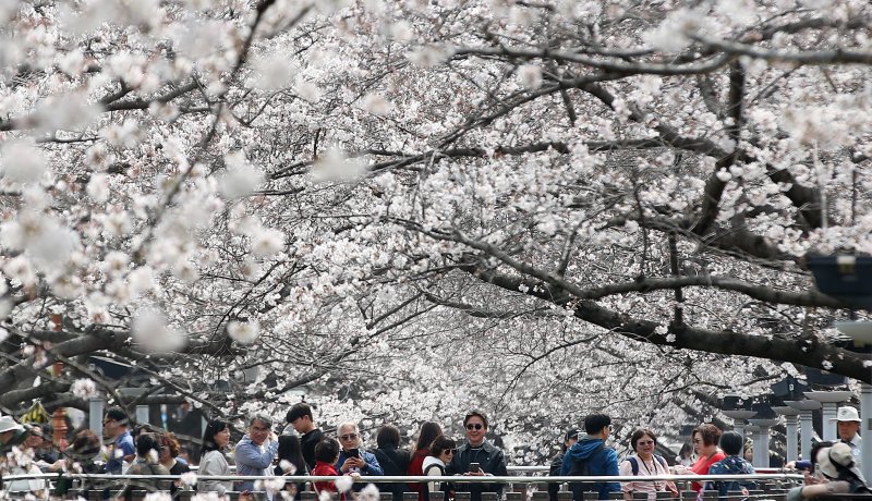 전국 최대 벚꽃 축제인 '제64회 진해군항제'가 개막한 27일 경남 창원 진해구 여좌천을 찾은 관광객들이 벚꽃을 감상하고 있다. 제64회 진해군항제는 이날부터 4월 5일까지 10일간 진해구 전역에서 진행된다. 2026.3.27 ⓒ 뉴스1 윤일지 기자