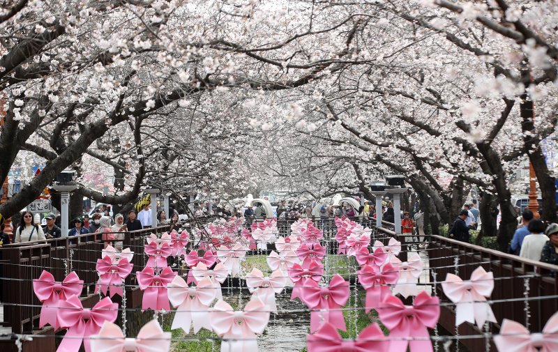 전국 최대 벚꽃 축제인 '제64회 진해군항제'가 개막한 27일 경남 창원 진해구 여좌천을 찾은 관광객들이 벚꽃을 감상하고 있다. 제64회 진해군항제는 이날부터 4월 5일까지 10일간 진해구 전역에서 진행된다. 2026.3.27 ⓒ 뉴스1 윤일지 기자