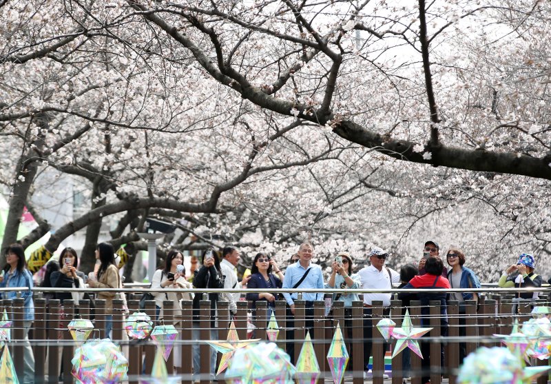 전국 최대 벚꽃 축제인 '제64회 진해군항제'가 개막한 27일 경남 창원 진해구 여좌천을 찾은 관광객들이 벚꽃을 감상하고 있다. 제64회 진해군항제는 이날부터 4월 5일까지 10일간 진해구 전역에서 진행된다. 2026.3.27 ⓒ 뉴스1 윤일지 기자