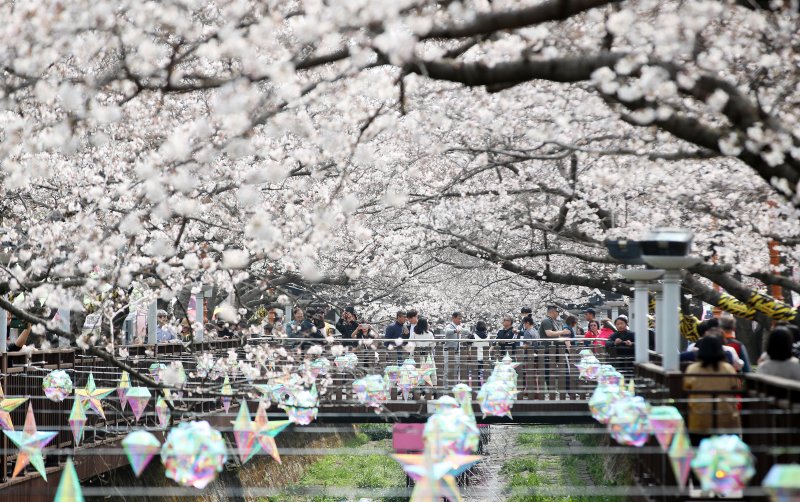 전국 최대 벚꽃 축제인 '제64회 진해군항제'가 개막한 27일 경남 창원 진해구 여좌천을 찾은 관광객들이 벚꽃을 감상하고 있다. 제64회 진해군항제는 이날부터 4월 5일까지 10일간 진해구 전역에서 진행된다. 2026.3.27 ⓒ 뉴스1 윤일지 기자