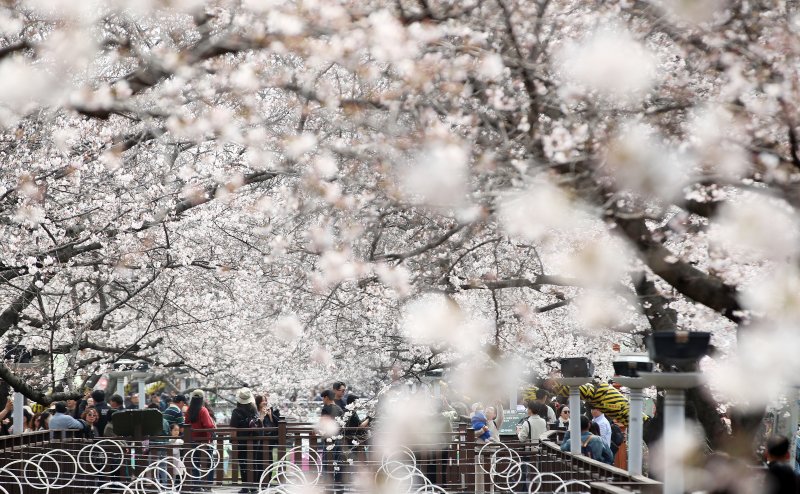 전국 최대 벚꽃 축제인 '제64회 진해군항제'가 개막한 27일 경남 창원 진해구 여좌천을 찾은 관광객들이 벚꽃을 감상하고 있다. 제64회 진해군항제는 이날부터 4월 5일까지 10일간 진해구 전역에서 진행된다. 2026.3.27 ⓒ 뉴스1 윤일지 기자