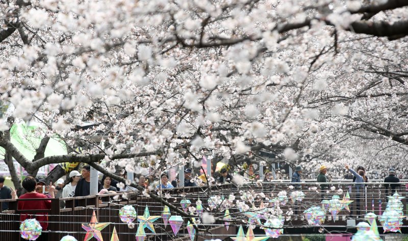 전국 최대 벚꽃 축제인 '제64회 진해군항제'가 개막한 27일 경남 창원 진해구 여좌천을 찾은 관광객들이 벚꽃을 감상하고 있다. 제64회 진해군항제는 이날부터 4월 5일까지 10일간 진해구 전역에서 진행된다. 2026.3.27 ⓒ 뉴스1 윤일지 기자