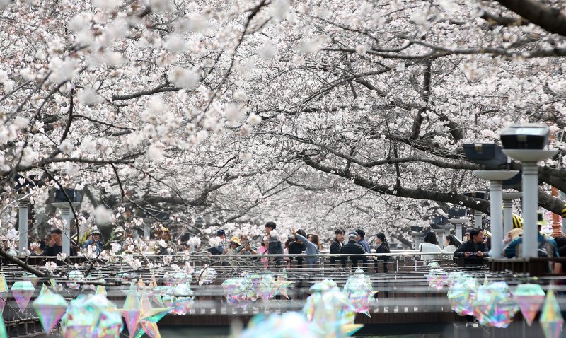 전국 최대 벚꽃 축제인 '제64회 진해군항제'가 개막한 27일 경남 창원 진해구 여좌천을 찾은 관광객들이 벚꽃을 감상하고 있다. 제64회 진해군항제는 이날부터 4월 5일까지 10일간 진해구 전역에서 진행된다. 2026.3.27 ⓒ 뉴스1 윤일지 기자
