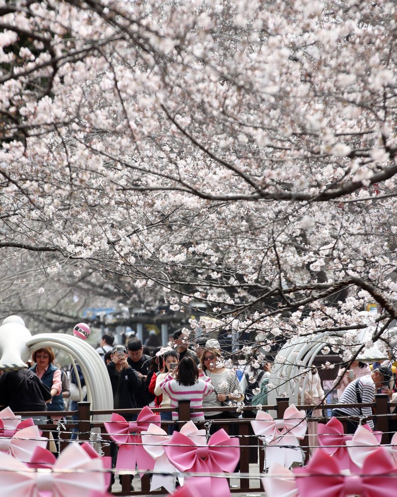 전국 최대 벚꽃 축제인 '제64회 진해군항제'가 개막한 27일 경남 창원 진해구 여좌천을 찾은 관광객들이 벚꽃을 감상하고 있다. 제64회 진해군항제는 이날부터 4월 5일까지 10일간 진해구 전역에서 진행된다. 2026.3.27 ⓒ 뉴스1 윤일지 기자