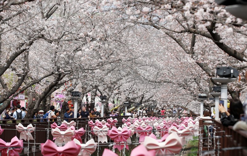 전국 최대 벚꽃 축제인 '제64회 진해군항제'가 개막한 27일 경남 창원 진해구 여좌천을 찾은 관광객들이 벚꽃을 감상하고 있다. 제64회 진해군항제는 이날부터 4월 5일까지 10일간 진해구 전역에서 진행된다. 2026.3.27 ⓒ 뉴스1 윤일지 기자