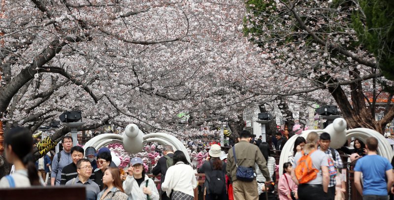 전국 최대 벚꽃 축제인 '제64회 진해군항제'가 개막한 27일 경남 창원 진해구 여좌천을 찾은 관광객들이 벚꽃을 감상하고 있다. 제64회 진해군항제는 이날부터 4월 5일까지 10일간 진해구 전역에서 진행된다. 2026.3.27 ⓒ 뉴스1 윤일지 기자