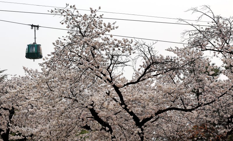 [대구=뉴시스] 이무열 기자 = 포근한 봄 날씨를 보인 27일 대구 달서구 이월드에 벚꽃이 활짝 피어 있다. 2026.03.27. lmy@newsis.com