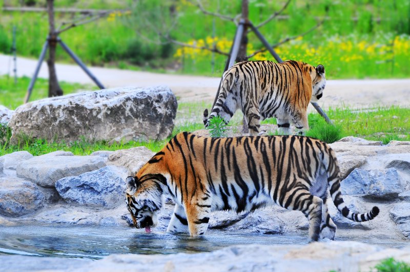 국립백두대간수목원 호랑이숲에서 백두산 호랑이. (국립백두대간수목원 제공)