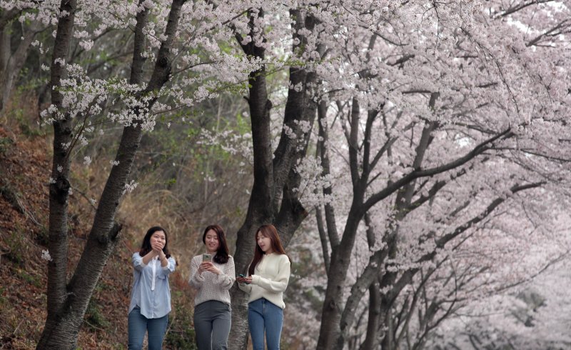 전남 강진군 군동면 금곡사 주변 벚나무 가로수길에서 화사한 벚꽃이 상춘객들을 유혹하고 있다. (전남 강진군 제공)