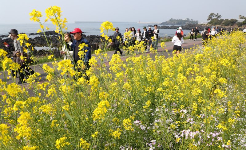 서귀포시 대륜동 제주올레 7코스를 걷는 여행자들. ‘올레’는 큰길에서 집 대문까지 이어지는 좁은 골목길을 뜻하는 제주어로 故 서명숙 이사장은 이 말을 제주 대표 걷기여행 브랜드로 키워냈다. /사진=뉴시스