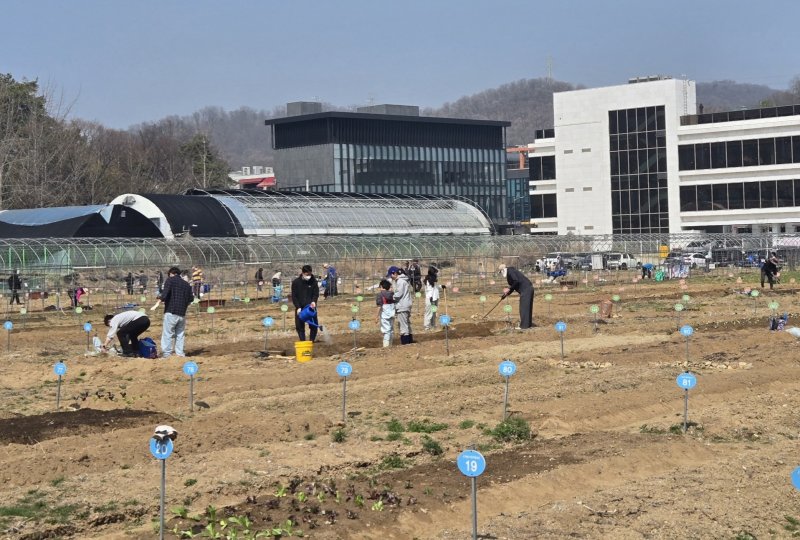 [광명=뉴시스] 경기 광명시 하안동 밤일마을에 자리한 시민주말농장에서 시민들이 영농체험을 하고 있다. (사진=광명시 제공) 2026.03.29. photo@newsis.com) *재판매 및 DB 금지