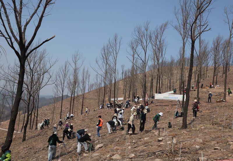 유한킴벌리, ‘우리강산 푸르게 푸르게 2026 신혼부부 나무심기’ 개최 유한킴벌리는 2026년 3월 28일 경북 안동 산불피해지에서 ‘우리강산 푸르게 푸르게 2026 신혼부부 나무심기’를 진행하고 있다. 신혼부부 나무심기는 ‘우리강산 푸르게 푸르게’를 대표하는 시민참여 프로그램으로, 1985년 시작되어 올해로 42년차를 맞는다. 새로운 첫발을 내딛는 예비부부, 신혼부부가 직접 나무를 심으며 미래세대를 위한 건강한 숲을 만드는 데 기여한다는 취지로 매년 개최해 오고 있다. 사진=유한킴벌리 제공