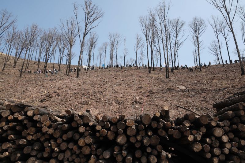 유한킴벌리, ‘우리강산 푸르게 푸르게 2026 신혼부부 나무심기’ 개최 유한킴벌리는 2026년 3월 28일 경북 안동 산불피해지에서 ‘우리강산 푸르게 푸르게 2026 신혼부부 나무심기’를 진행하고 있다. 신혼부부 나무심기는 ‘우리강산 푸르게 푸르게’를 대표하는 시민참여 프로그램으로, 1985년 시작되어 올해로 42년차를 맞는다. 새로운 첫발을 내딛는 예비부부, 신혼부부가 직접 나무를 심으며 미래세대를 위한 건강한 숲을 만드는 데 기여한다는 취지로 매년 개최해 오고 있다. 사진=유한킴벌리 제공