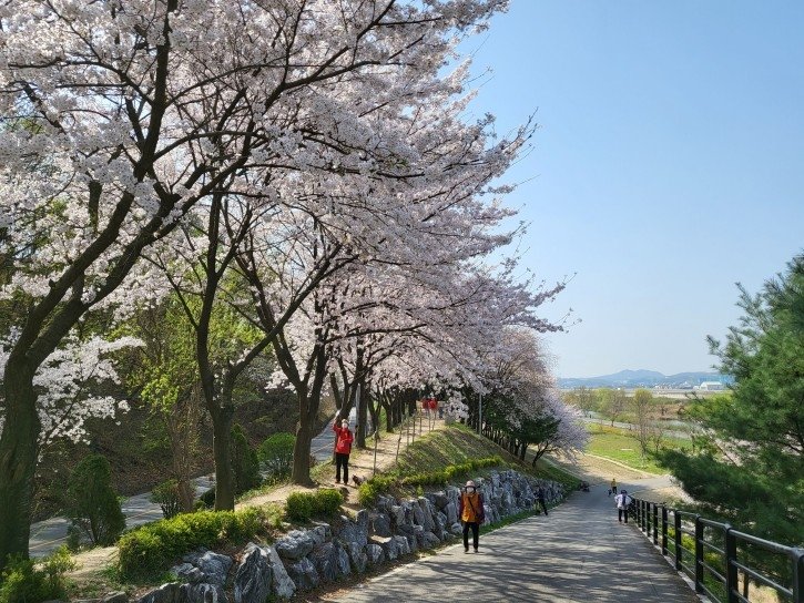 수정구 태평동 탄천물놀이장 주변 벚꽃길 (출처=연합뉴스)