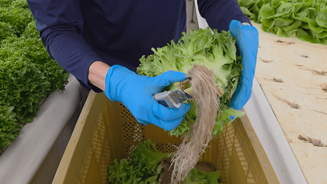 박경호 기자가 상추의 하엽과 뿌리를 제거하고 있다. 사진=박경호 기자