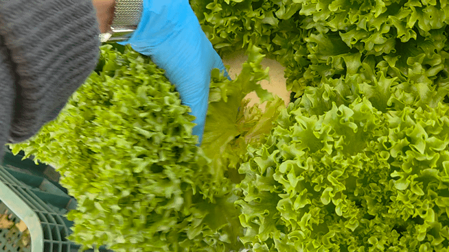 박경호 기자가 직접 농작물을 수확하고 있다. 사진=박경호 기자