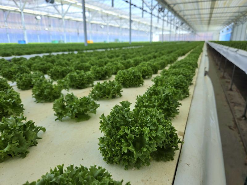 샐러디 스마트팜에서 카이피라가 자라고 있다. 사진=박경호 기자