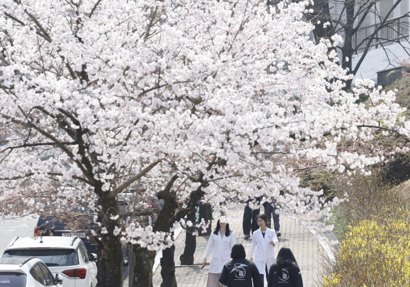 광주 조선대학교 벚꽃 나무 밑으로 학생들이 꽃향기를 맡으로 걸어가고 있다. 2026.3.26 ⓒ 뉴스1 김태성 기자
