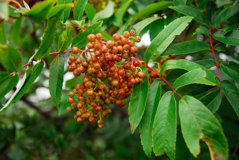 마가목 열매 (출처=연합뉴스)