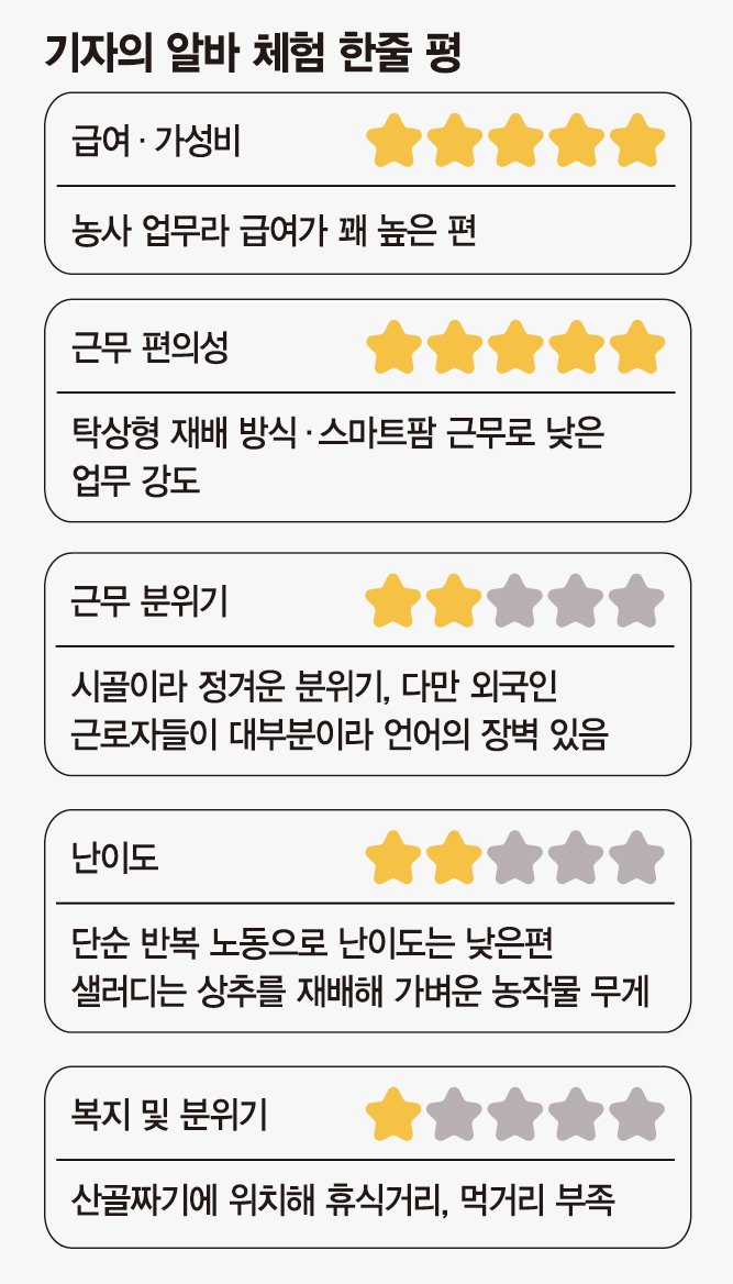 상한 잎 제거에 한땀 한땀 수작업… 상추 뽑기도 쉽지 않네 [잡(JOB)스러운 기자들]