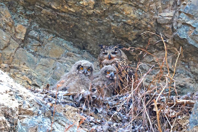 알에서 깨어난 새끼 수리부엉이. 시민생물학자인 윤기득 사진작가 촬영.