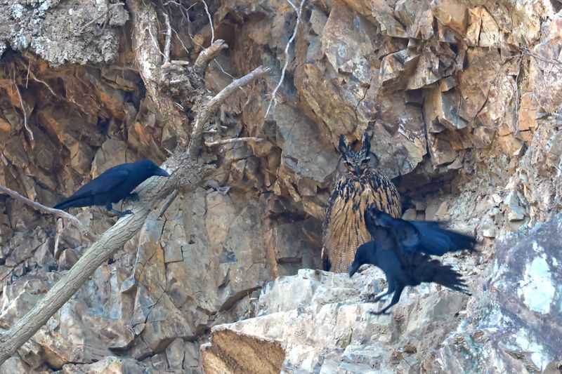 수리부엉이 어미가 새끼들을 지키기 위해 둥근 근처로 접근한 텃새인 큰부리까마귀들과 신경전을 벌이고 있다. 시민생물학자인 윤기득 사진작가 촬영.