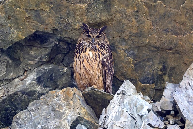 시민생물학자인 윤기득 사진작가가 울산 울주군의 한 절개지 암벽에서 촬영한 수리부엉이