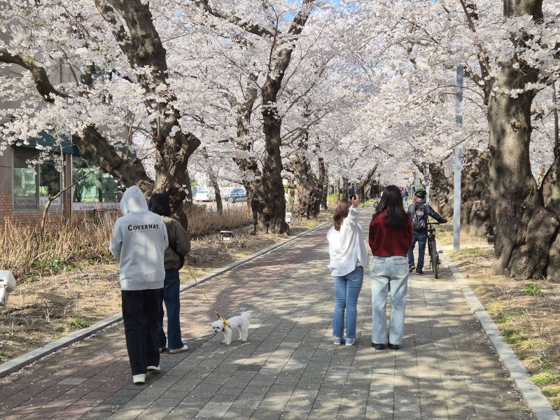 울산 시민들이 2일 울주군 작천정 벚꽃길을 배경으로 사진을 찍고 있다. 2026.4.2ⓒ 뉴스1 박정현 기자