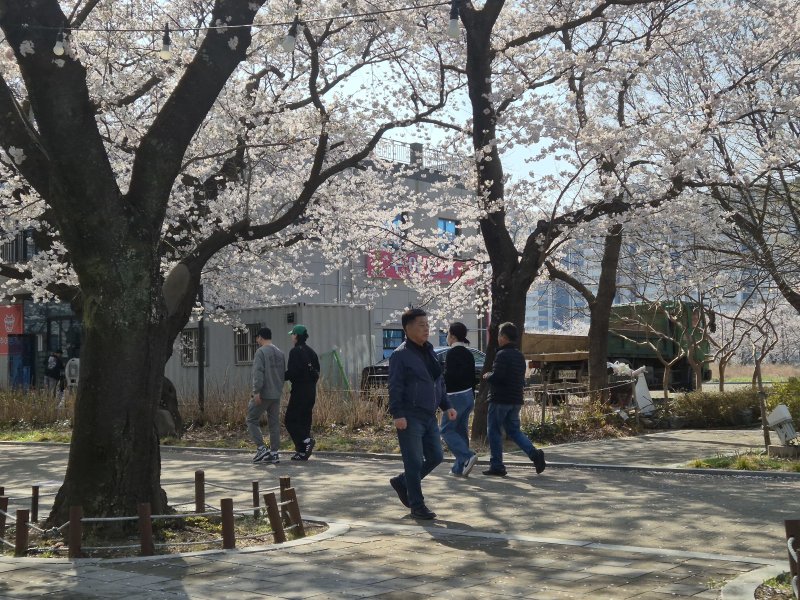 울산 시민들이 2일 울주군 작천정 벚꽃길에서 산책을 즐기고 있다. ⓒ 뉴스1 박정현 기자