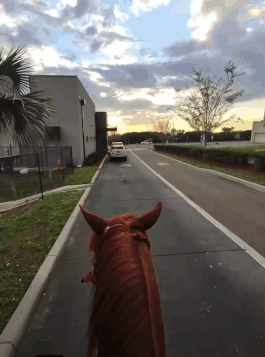 미국의 한 스타벅스 드라이브스루 매장에 말을 탄 채 음료를 주문한 영상이 온라인에서 화제가 되고 있다. /영상=틱톡 캡처 @el_felipemora