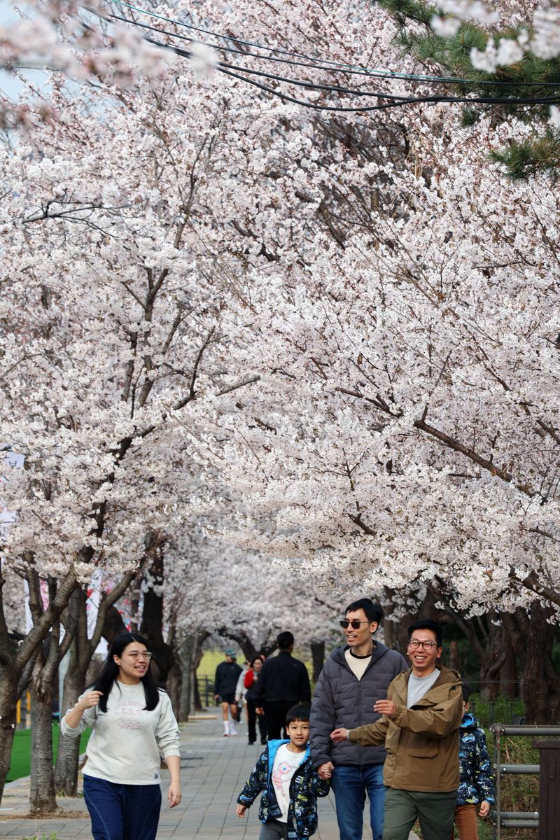 3일 서울 영등포구 윤중로 봄꽃이 만개한 가운데 시민들이 꽃길을 걸으며 봄을 만끼하고 있다. 한편 '봄의 정원, 모두 함께'를 주제로 진행되는 '여의도 봄꽃축제'는 지난 2005년부터 이어져 온 행사로 3일부터 7일까지 열린다. 사진=서동일 기자