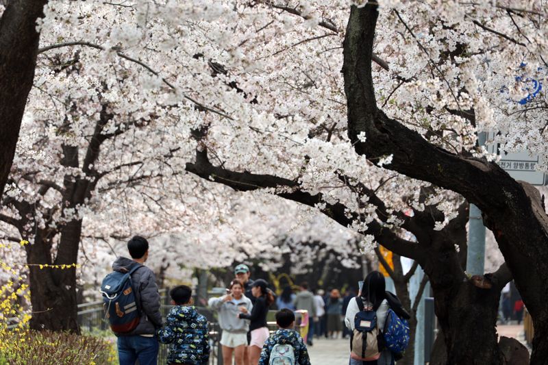 3일 서울 영등포구 윤중로 봄꽃이 만개한 가운데 시민들이 꽃길을 걸으며 봄을 만끼하고 있다. 한편 '봄의 정원, 모두 함께'를 주제로 진행되는 '여의도 봄꽃축제'는 지난 2005년부터 이어져 온 행사로 3일부터 7일까지 열린다. 사진=서동일 기자
